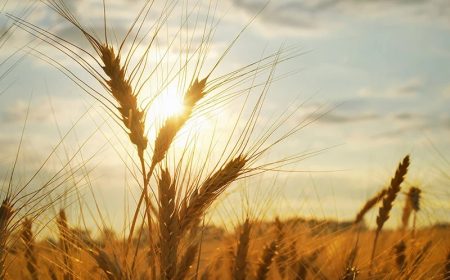 intolerances-sensibilites-homeame-lumencare