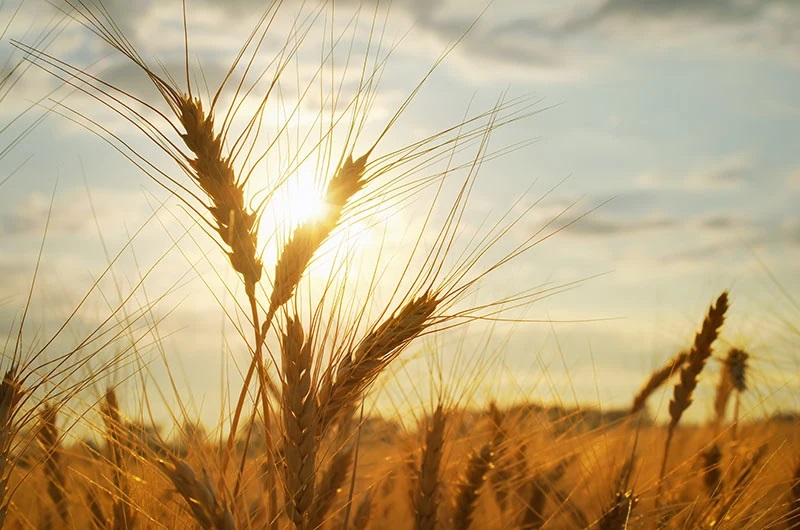 intolerances-sensibilites-homeame-lumencare